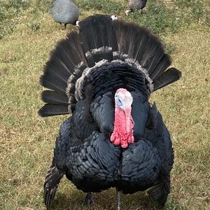 Meet your Posher, Candy